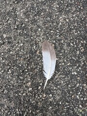 Delicate feather resting on a textured asphalt surface during a calm afternoon, background