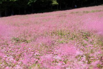 Obraz premium 森のふもとに広がる赤そばの花畑と優しいピンクのじゅうたん