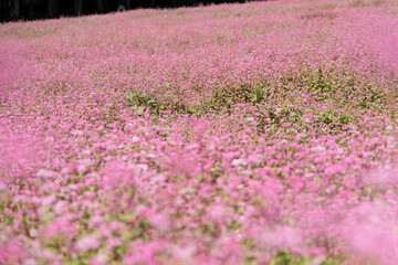 森のふもとに広がる赤そばの花畑と優しいピンクのじゅうたん