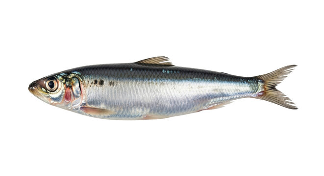 Isolated Clupea harengus, atlantic herring on a bright background, fresh sea fish for food use
