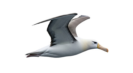 Isolated Albatross in Flight with Wings Extended, Graceful Seabird gliding in the air