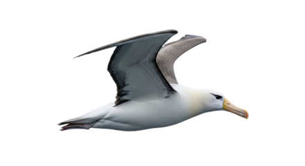 Isolated Albatross in Flight with Wings Extended, Graceful Seabird gliding in the air