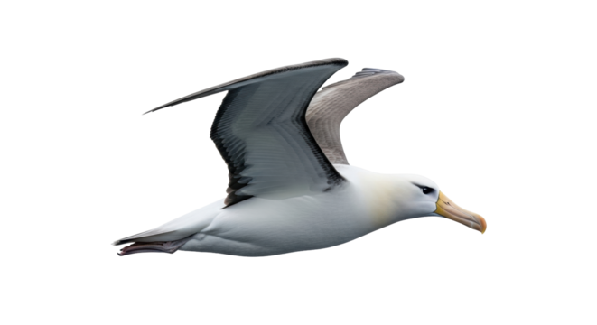 Isolated Albatross in Flight with Wings Extended, Graceful Seabird gliding in the air