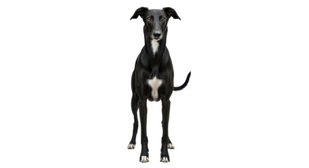 Isolated black Italian Greyhound dog stands tall looking forward in full view, confident