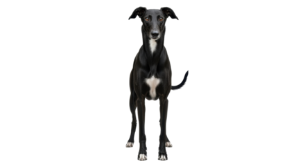 Isolated black Italian Greyhound dog stands tall looking forward in full view, confident