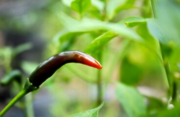 Close-up of Chili Pepper Turning from Green to Red on Plant with Natural Background