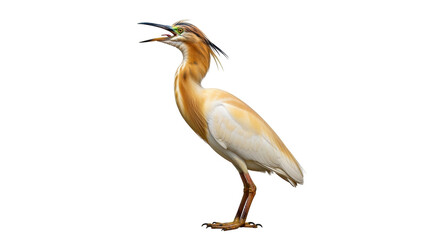 Isolated Squacco Heron on its Feet, a Wild Bird with Brown and White Feathers Standing Up