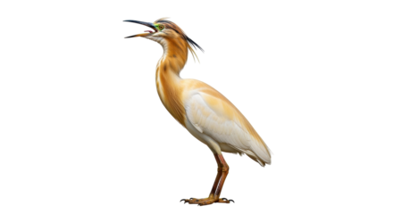 Isolated Squacco Heron on its Feet, a Wild Bird with Brown and White Feathers Standing Up