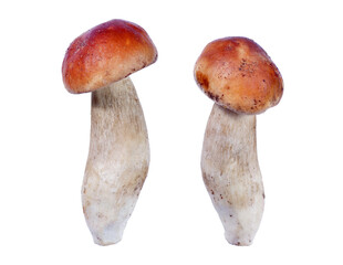 White mushroom. White mushroom, isolated on transparent background. Boletus.