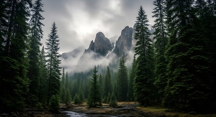 Misty Mountain Peaks Through a Pine Forest.