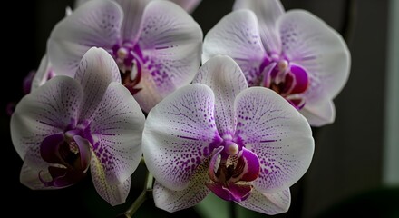 Beautiful White and Purple Phalaenopsis Orchid Flowers.