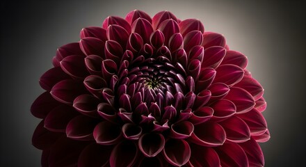 Dramatic close up of a dark red dahlia flower.