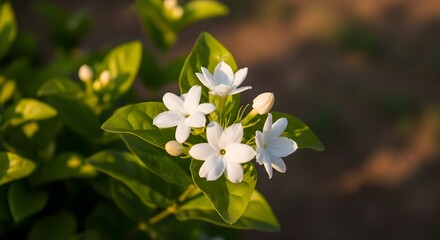 Fragrant White Jasmine Flowers Blooming in a Garden.