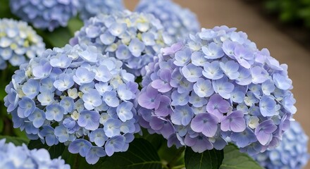 Beautiful Blue Hydrangea Flowers in Bloom.
