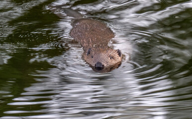A beaver swimming along a river © Digital Nature 