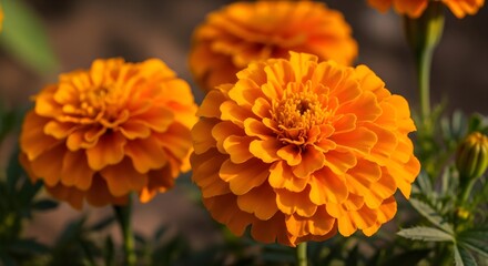 Vibrant Orange Marigold Flowers Blooming in a Garden.