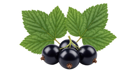 Isolated black currants with leaves, a natural berry, fresh organic food for a healthy life