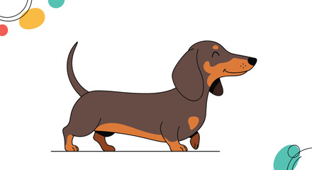 A cheerful short legged dachshund dog is walking happily.