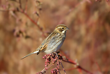 Female common reed bunting (Emberiza schoeniclus) close-up shot in soft morning light