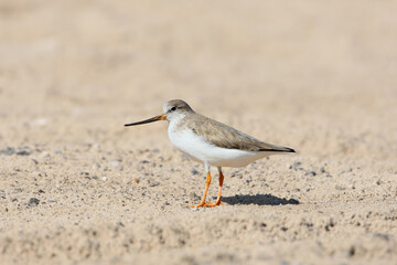 A close-up of a Terek sandpiper (Xenus cinereus) in winter plumage on the sand