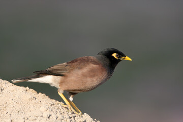 An Indian myna (Acridotheres tristis) in winter plumage is photographed close-up on a sandy slope.
