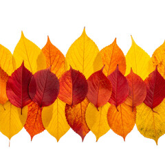 Fototapeta premium Horizontal Autumn Leaf Border with Golden and Red Foliage, Isolated PN