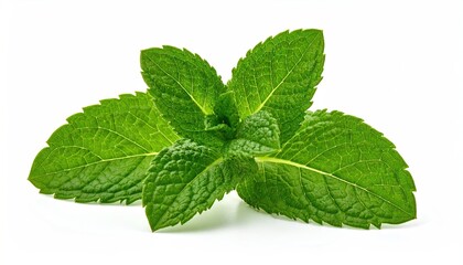 Fresh Green Mint Leaves with Water Droplets on White Background