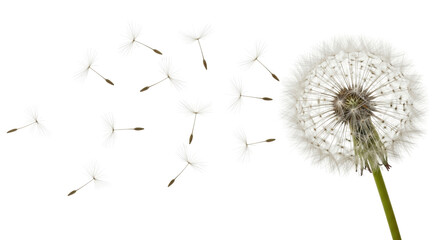 Isolated Dandelion Flower with Seeds Blowing Away, Macro Shot, Botanical Beauty, Nature's Charm © Radovan