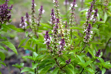 Sweet basil in vegetable garden. Fresh green leaves of herb plant
