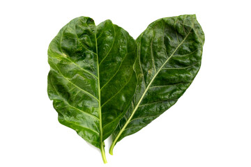 Noni or Morinda Citrifolia leaves on white background.