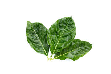 Noni or Morinda Citrifolia leaves on white background.