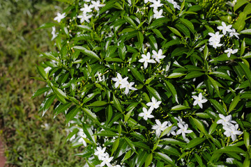 White flowers of Gardenia jasminoides