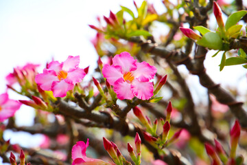 Pink and white desert rose flowers glowing in sunlight.