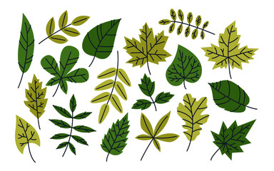 Green leaves collection. Seasonal foliage different kinds in flat cartoon style.