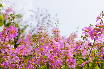 Lagerstroemia speciosa, Queen's crape myrtle , Pride of India.