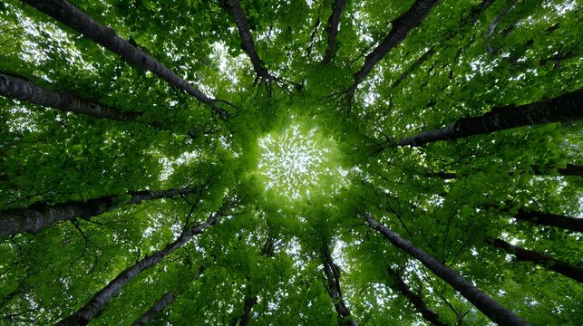 Aerial view of a dense, thriving forest with a lush green canopy of branches and leaves filtering sunlight from above