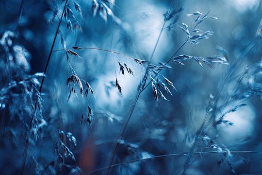 Close-up of blue-toned grasses. Soft focus, dreamy