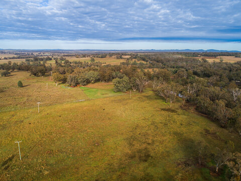 Paddock on outskirts of Dubbo with gum trees obscuring road
