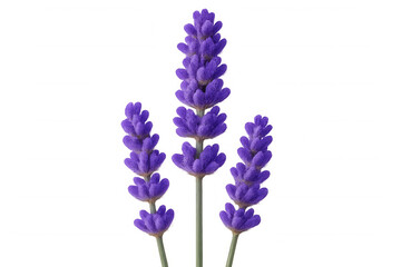 Naklejka premium Lavender flower sprigs on transparent background, showing herbal aromatherapy and natural beauty concept