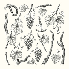 Engraving of grapevine branches with leaves and fruit clusters, rustic botanical vineyard illustration. © Chairul