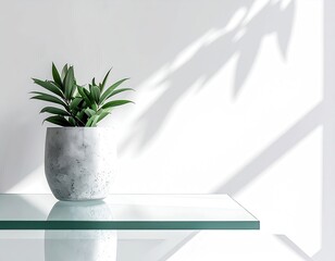 Potted green plant on a glass shelf against a white wall with shadows