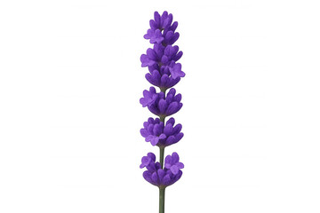 Obraz premium Single lavender purple flower stalk with blooming blossoms, fresh aromatherapy plant on transparent background