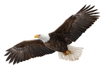 Fototapeta premium Bald eagle in flight against a white background