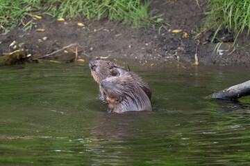 Beavers wrestling in a river