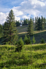 Mountain larch forest in Altai.