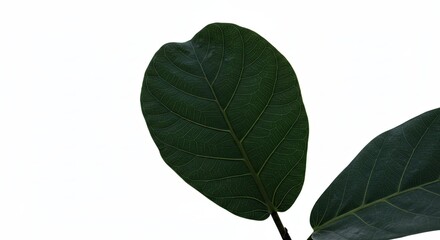Obraz premium Close-up of a vibrant green leaf against a white background.