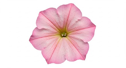 Obraz premium Delicate pink petunia flower with intricate petal details on white.