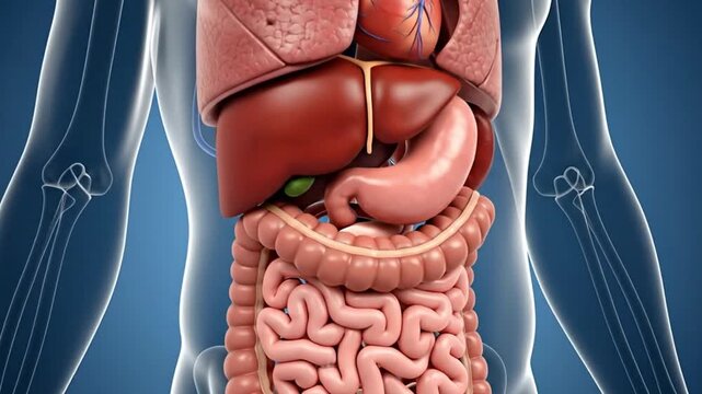 3D Medical Animation of Human Digestive System &ndash; Stomach, Liver, Intestines &ndash; Ideal for Health Education, Biology Presentations, and Nutritional Awareness Campaigns