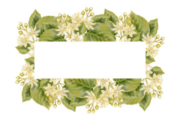 Watercolor floral frame made of linden flowers and green leaves in a natural style. Illustration for herbal tea packaging, cosmetics, organic branding and wellness products