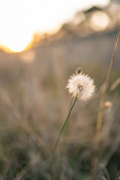 Close up of dandelion seed head growing in meadow at sunset